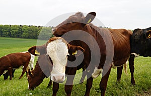 cows grazing on a summer day in the German village Birkach (Bavaria, Germany) photo