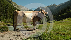 Cows are grazing on a summer day on a meadow in Switzerland. Cows grazing on farmland. Cattle pasture in a green field