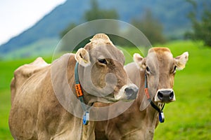 Cows are grazing on a summer day on a meadow in Switzerland. Cows grazing on farmland. Cattle pasture in a green field