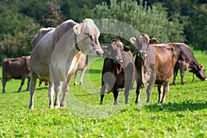 Cows are grazing on a summer day on a meadow in Switzerland. Cows grazing on farmland. Cattle pasture in a green field