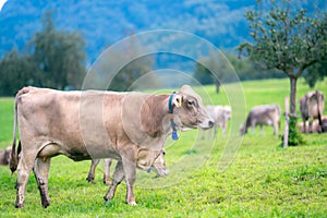 Cows are grazing on a summer day on a meadow in Switzerland. Cows grazing on farmland. Cattle pasture in a green field