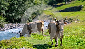 Cows are grazing on a summer day on a meadow in Switzerland. Cows grazing on farmland. Cattle pasture in a green field