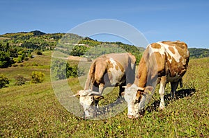 Cows grazing in a summer landscape