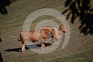 Cows Grazing and Sunbathing in the Meadows of the Mountains of Galicia. Travel Animals Nature.