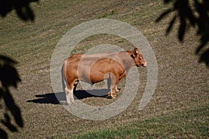 Cows Grazing and Sunbathing in the Meadows of the Mountains of Galicia. Travel Animals Nature.