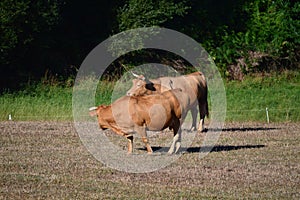 Cows Grazing and Sunbathing in the Meadows of the Mountains of Galicia. Travel Animals Nature.