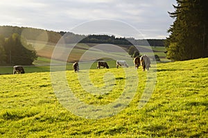 cows grazing on a green meadow on a sunny October day in the Bavarian village Birkach (Germany) photo
