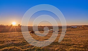 Cows Grazing at Sunset