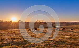 Cows Grazing at Sunset