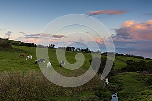 Cows grazing at sunset