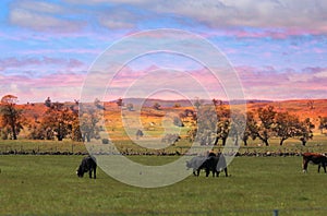 Cows Grazing at Sunset photo