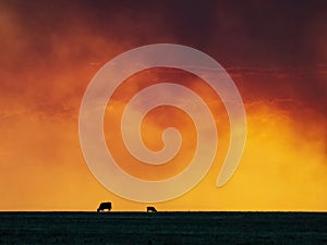 Cows Grazing, Sunset, Smoke, Fire