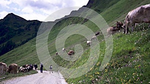 Cows grazing on a Swiss farm.