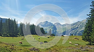 Cows grazing in Swiss Meadows