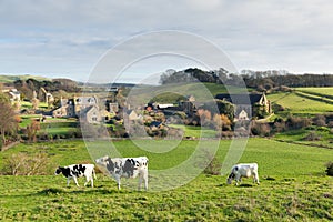 Cows grazing and Tithe Barn in Dorset village of Abbotsbury England UK