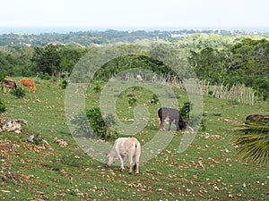 Cows Grazing on traditional pasture, with magnific view to atlantic ocean.