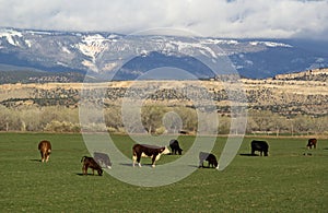 Cows Grazing in Utah Foothills photo