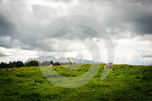 Cows grazing in the valley near the Alp mountains in Austria under the cloudy sky