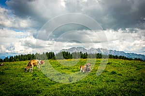 Cows grazing in the valley near the Alp mountains in Austria under the cloudy sky