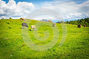 Cows grazing in the valley near the Alp mountains in Austria under the cloudy sky