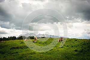 Cows grazing in the valley near the Alp mountains in Austria under the cloudy sky