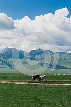Cows grazing on vast green plain
