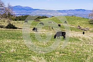 Cows grazing on a verdant pasture, Mt Diablo and Livermore in the background, east San Francisco bay, California photo
