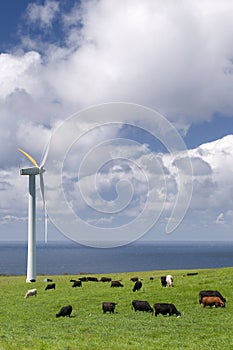 Cows grazing among wind turbines