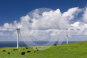 Cows grazing among wind turbines