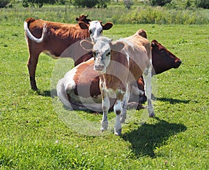 Cows in green field