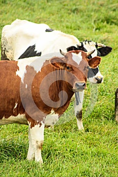 cows on green field