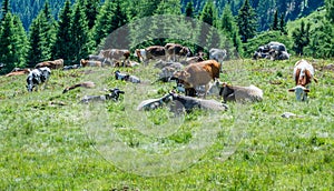 Cows on a green field with beautiful scenery at Ultimo Valley, South Tyrol, Italy