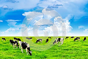 Cows on a green field and blue sky