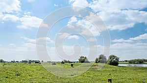 Cows green field and cloudy sky