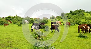 Cows In Green Field