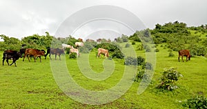 Cows In Green Field