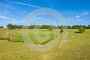 Cows in a green field in Europe, France, Burgundy, Nievre, towards Chateau Chinon, in summer on a sunny day