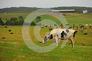 Cows on the green field and farm landscape Victoria, Australia