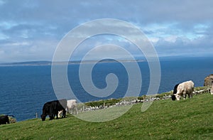 Cows on green field in front of the ocean in ireland