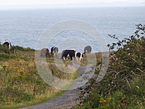 Cows on green field in front of the ocean in ireland