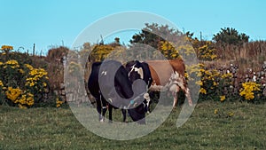 A cows on a green field of a livestock farm in Ireland. Cattle grazing, cow on green grass field