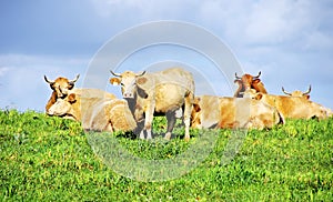 Cows on green field