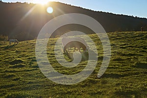 Cows on a green field during sunset over the mountain peaks. Agriculture Concept. in Quebec, Harrington. Travel to