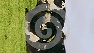 Cows in a green field under a clear sky, near a stone wall. Vertical video