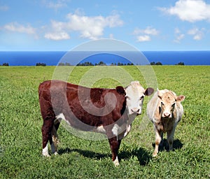 Cows on green grass