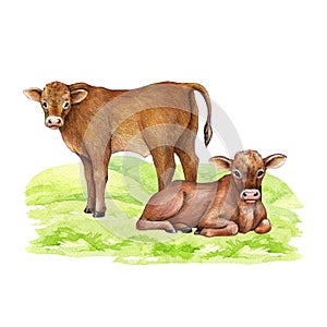 Cows on the green grass. Hand drawn illustration. Cute couple of farm animal. Brown hair cow laying, standing on the