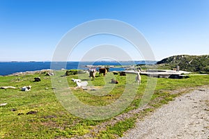 Cows on a green grass next to remains of Vigdel fort on North sea coast in a sunny day