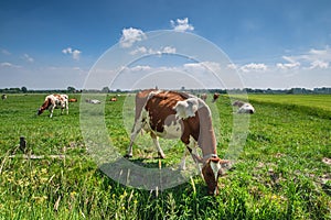 Cows in a green grassy meadow on a sunny day