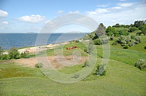 Cows and green landscape