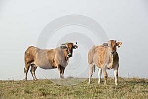 Cows on green meadow looking photo